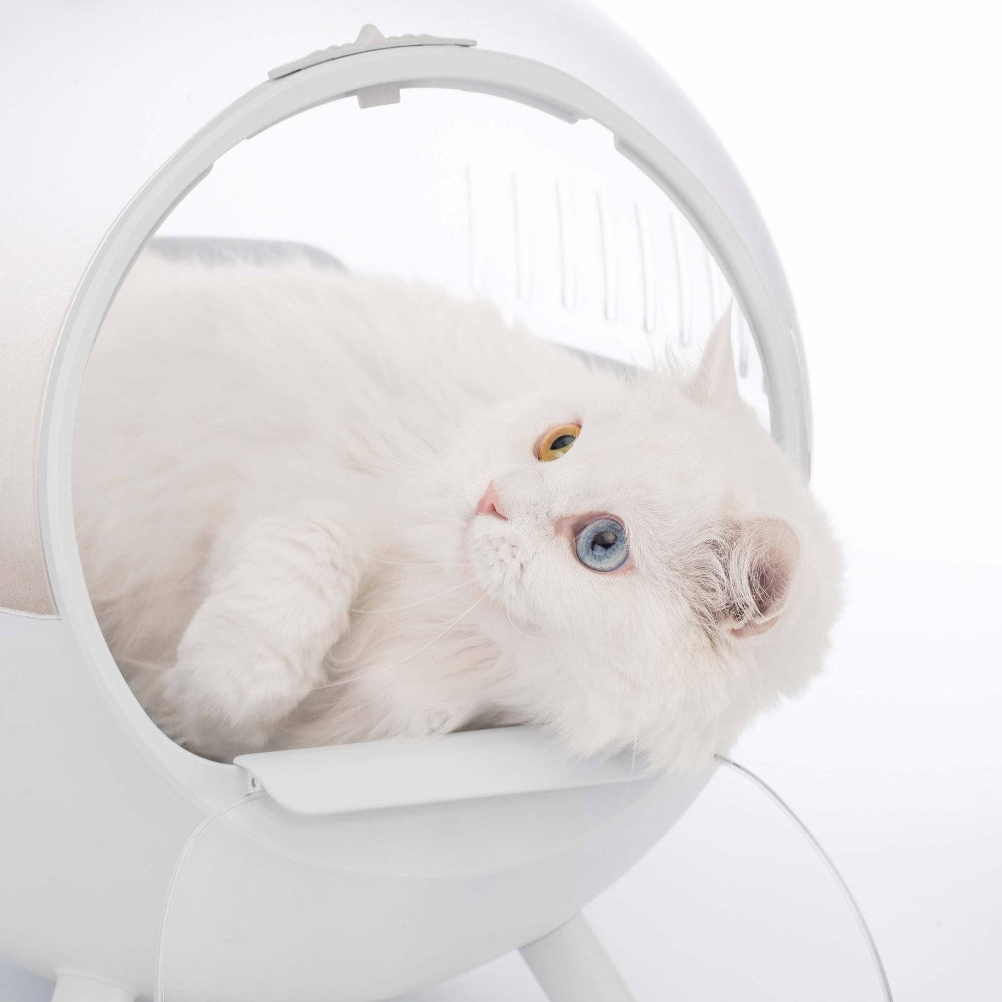 Cats Moving Castle Carrier