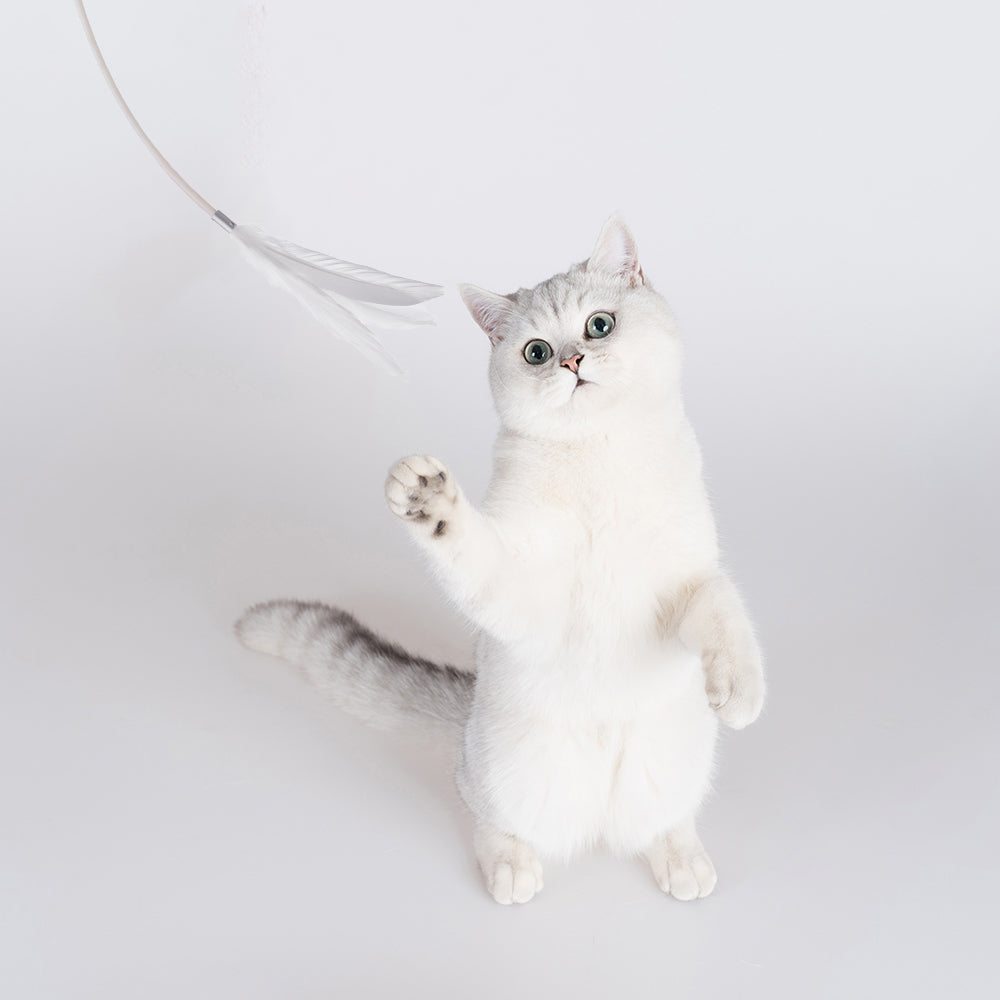 Cat Feather Toy