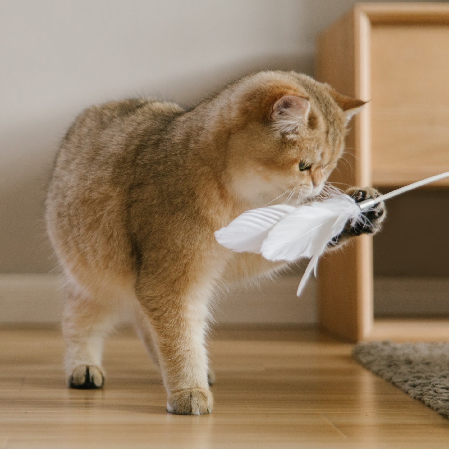 Cat Feather Toy