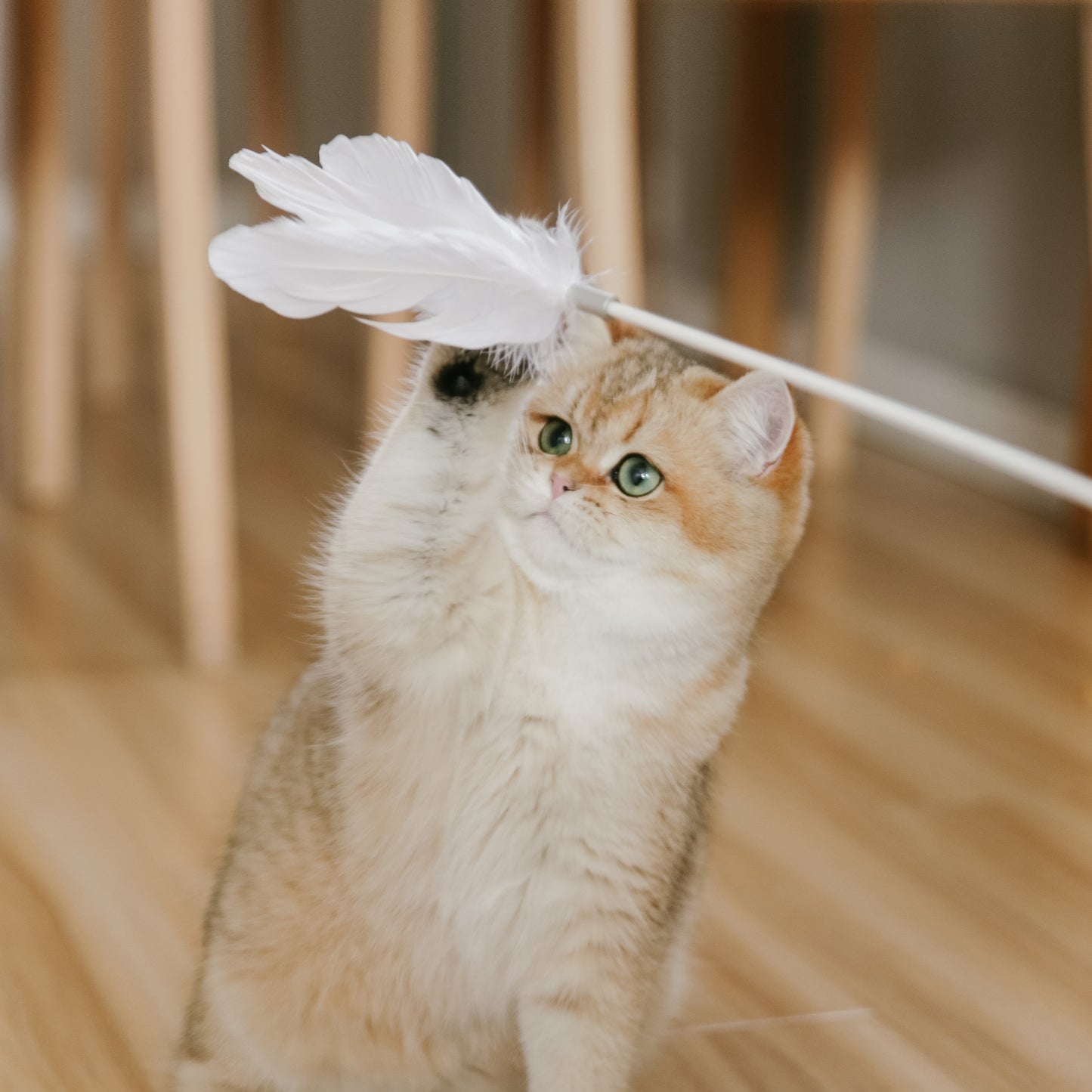 Cat Feather Toy